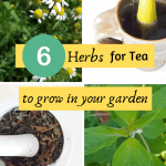 herbs for tea