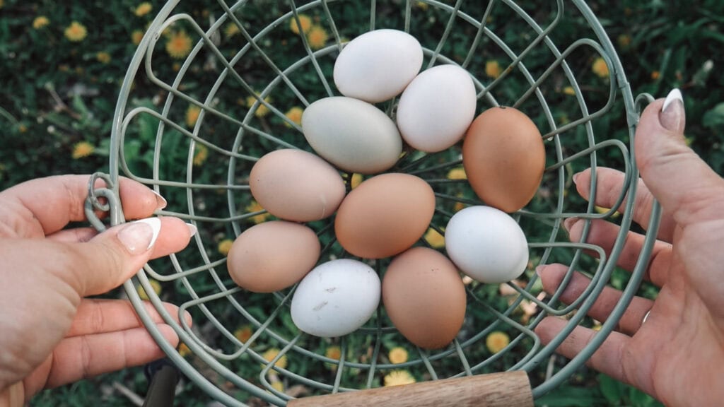 Lies moms believe - chicken eggs