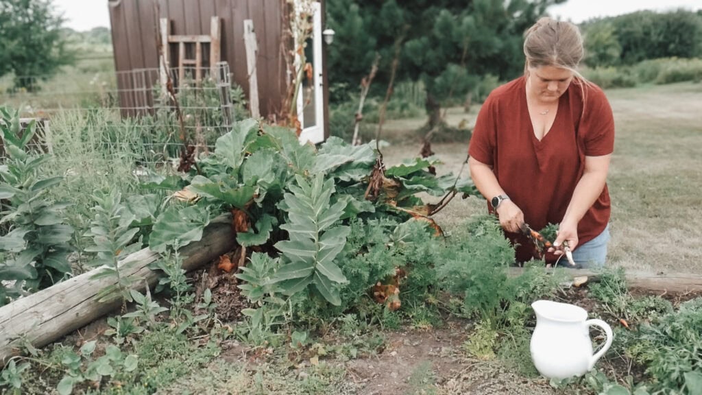 Trusting God's Plan - picking carrots